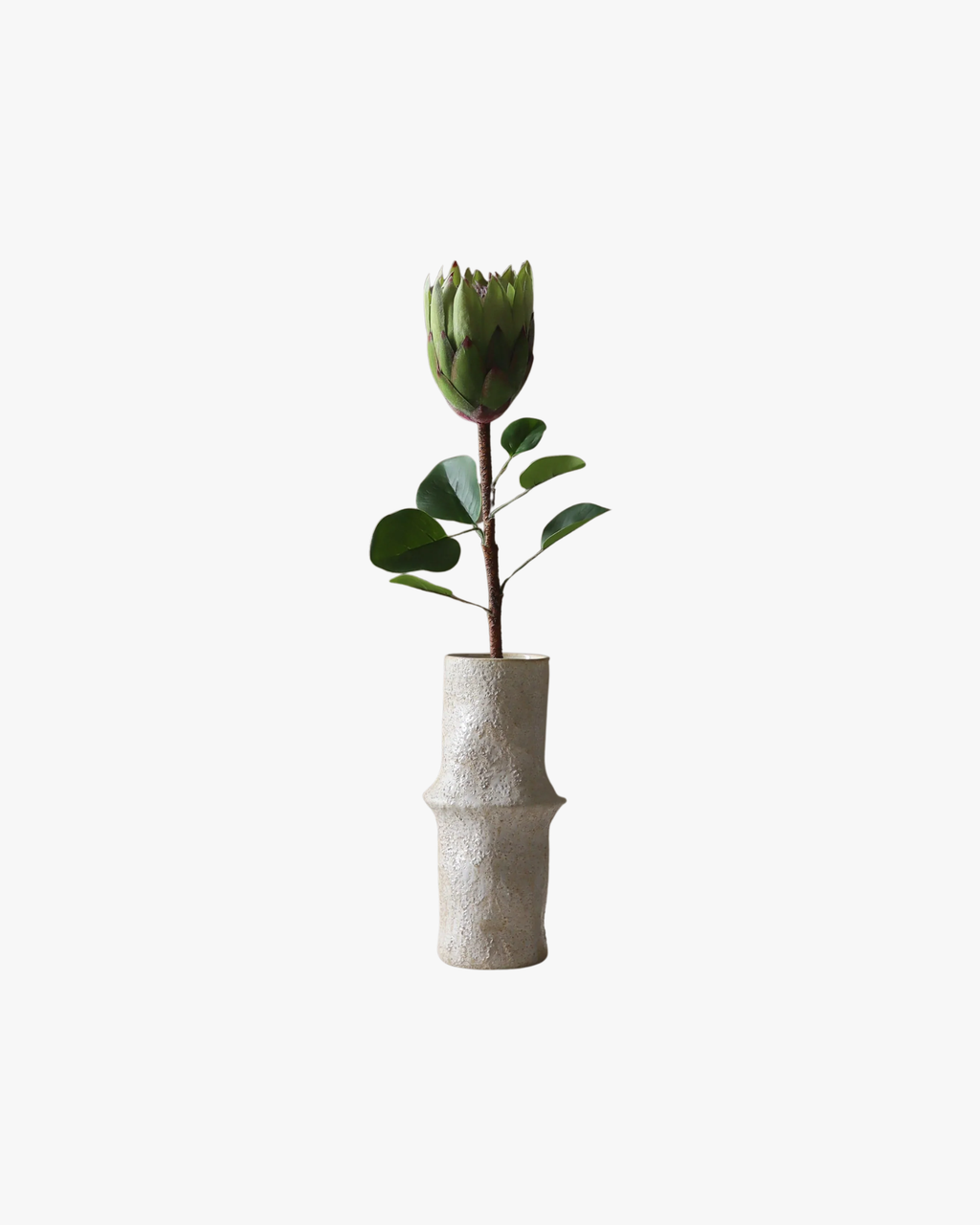 Green King Protea Flower
