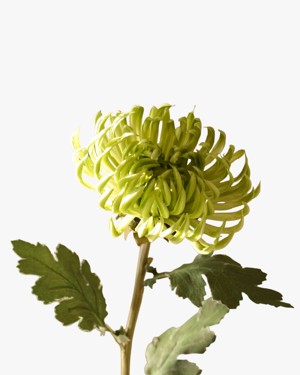 Light Green Semi-Cactus Dahlia Flower