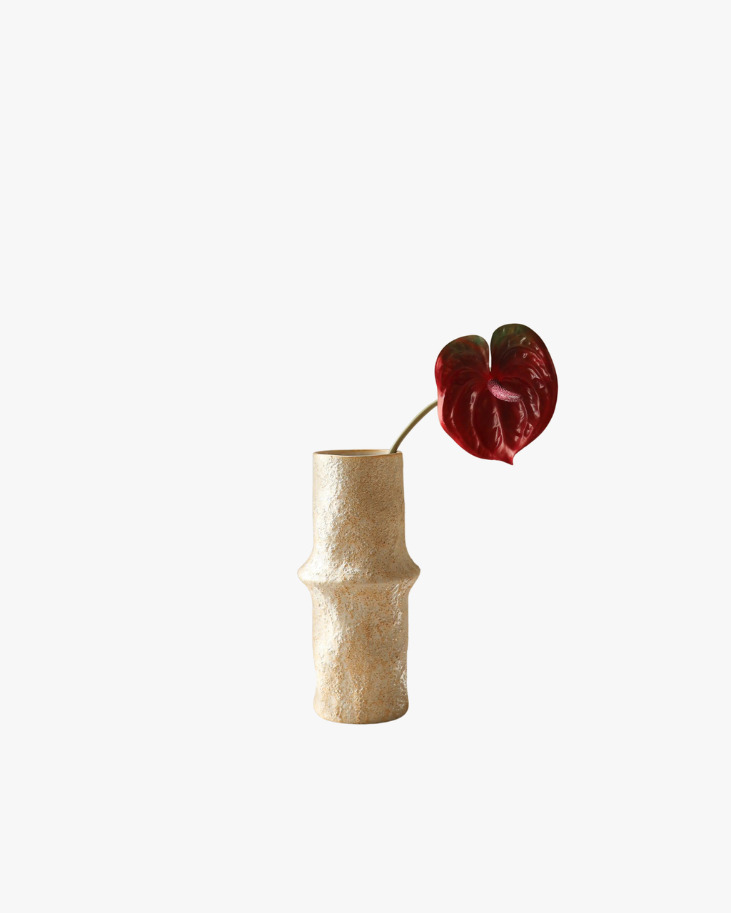 Dark Red Anthurium Flower