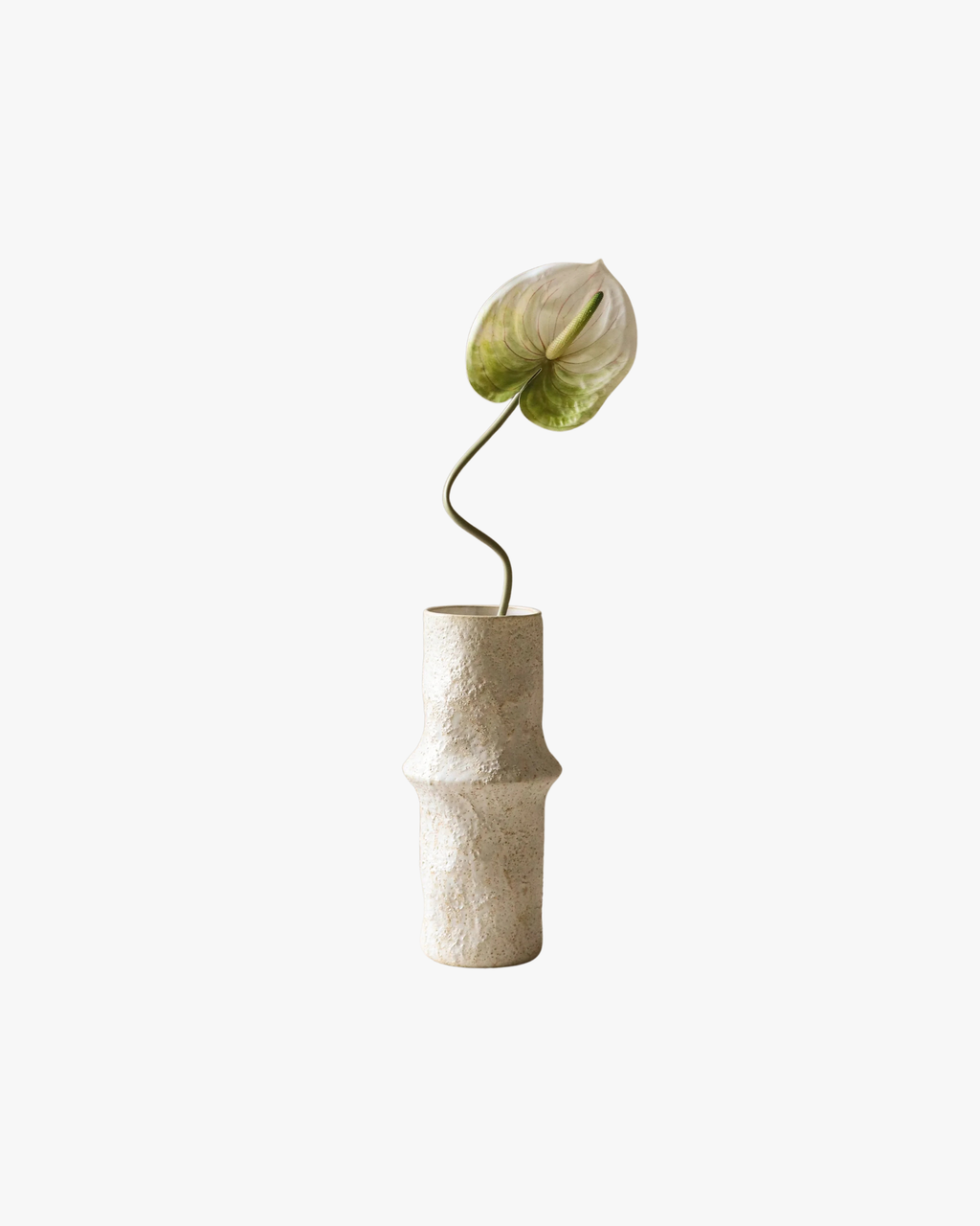 Light Green Anthurium Flower