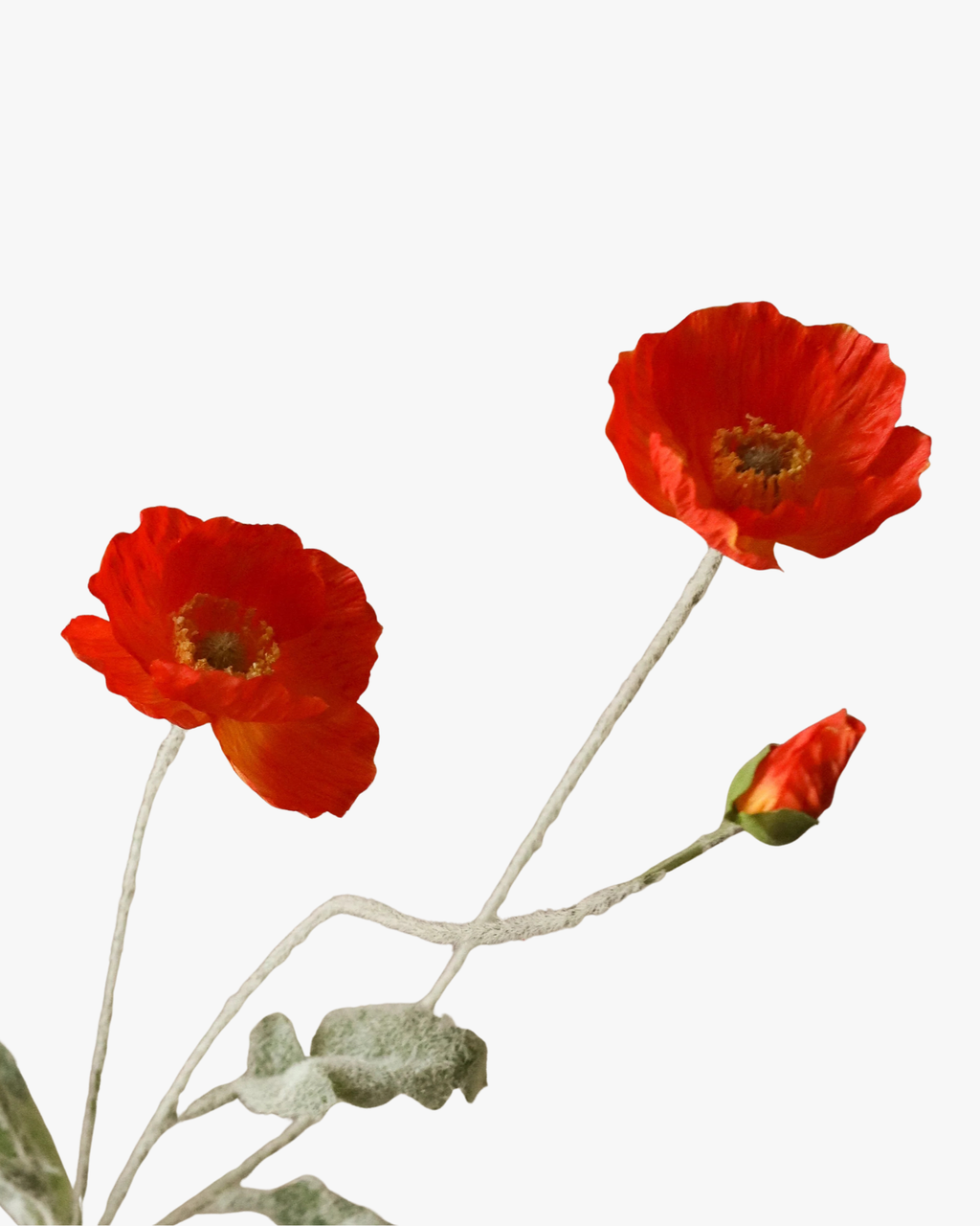 Dark Orange Poppy Flower