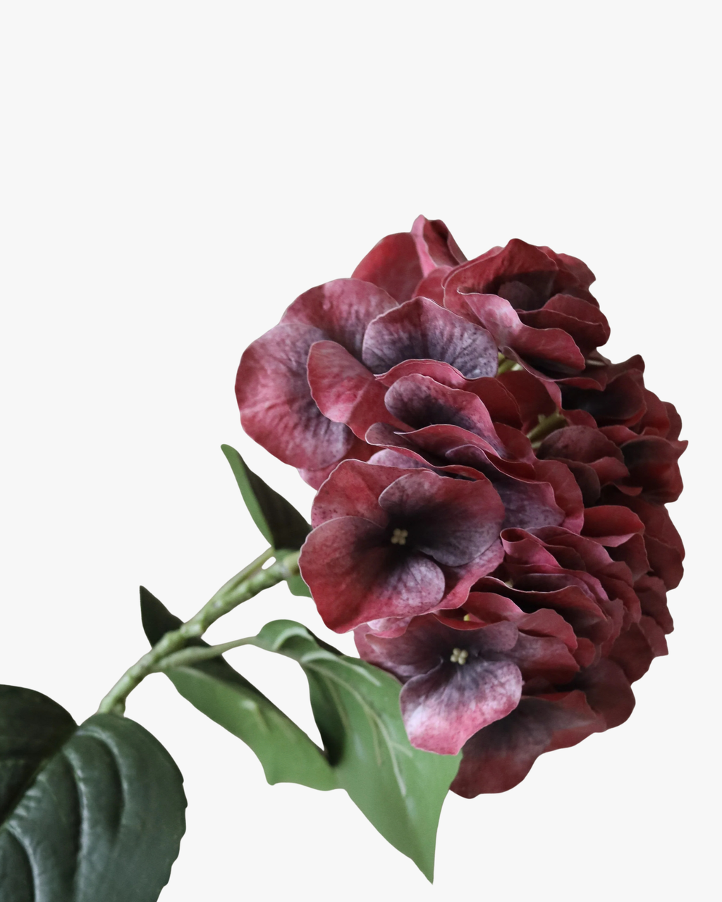 Burgundy Hydrangea Flower