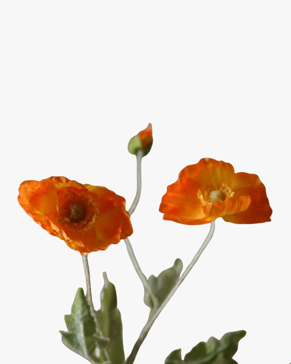 Orange Poppy Flower