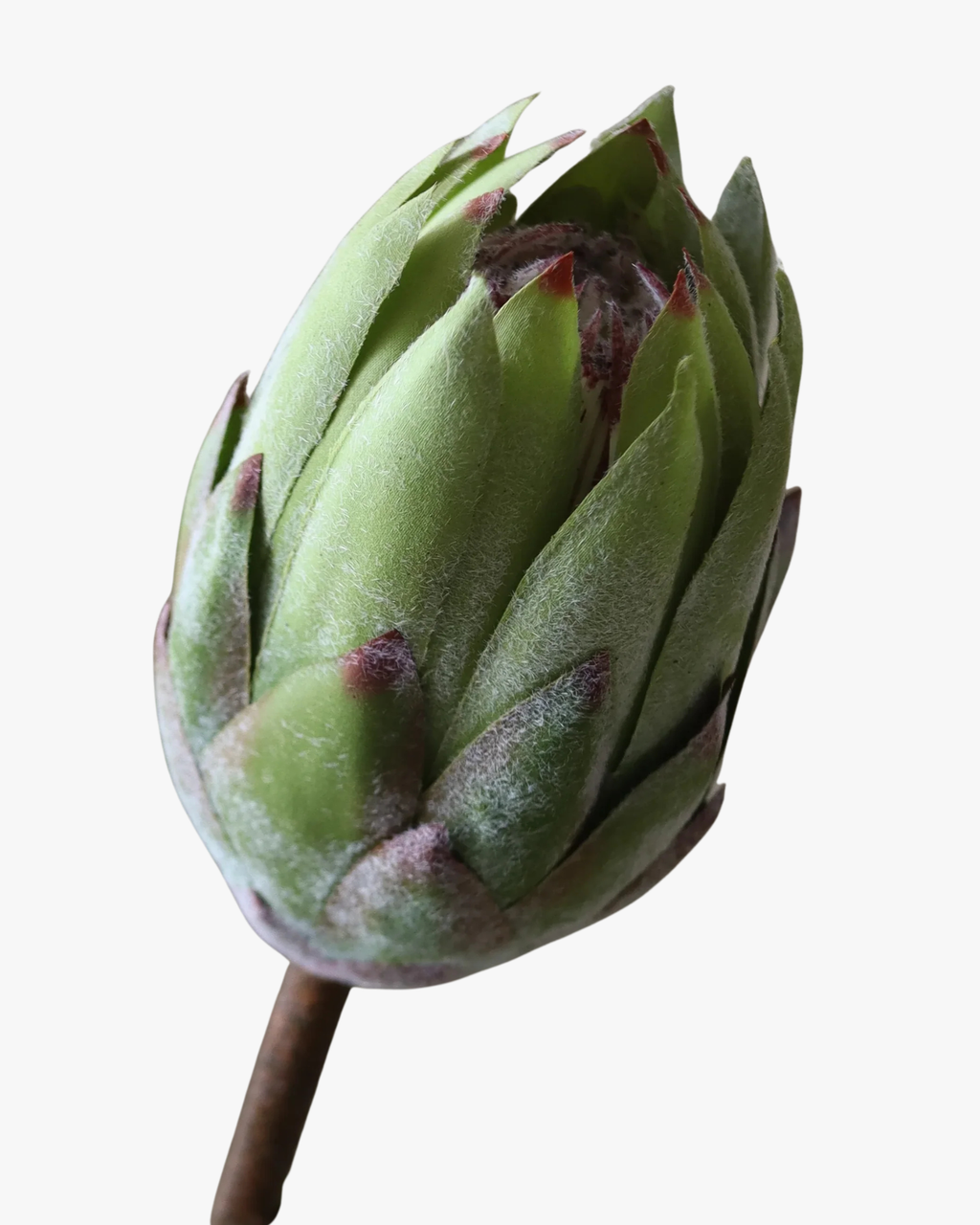 Green King Protea Flower