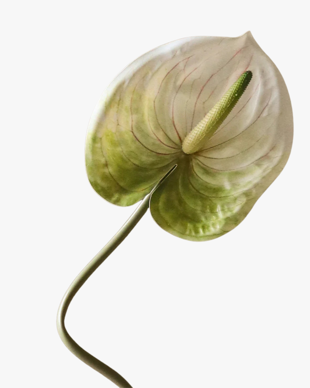 Light Green Anthurium Flower