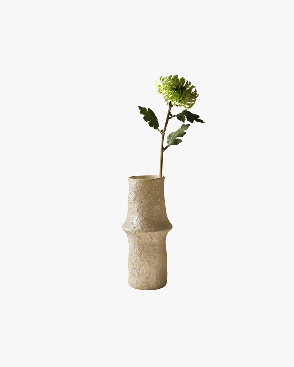 Light Green Semi-Cactus Dahlia Flower