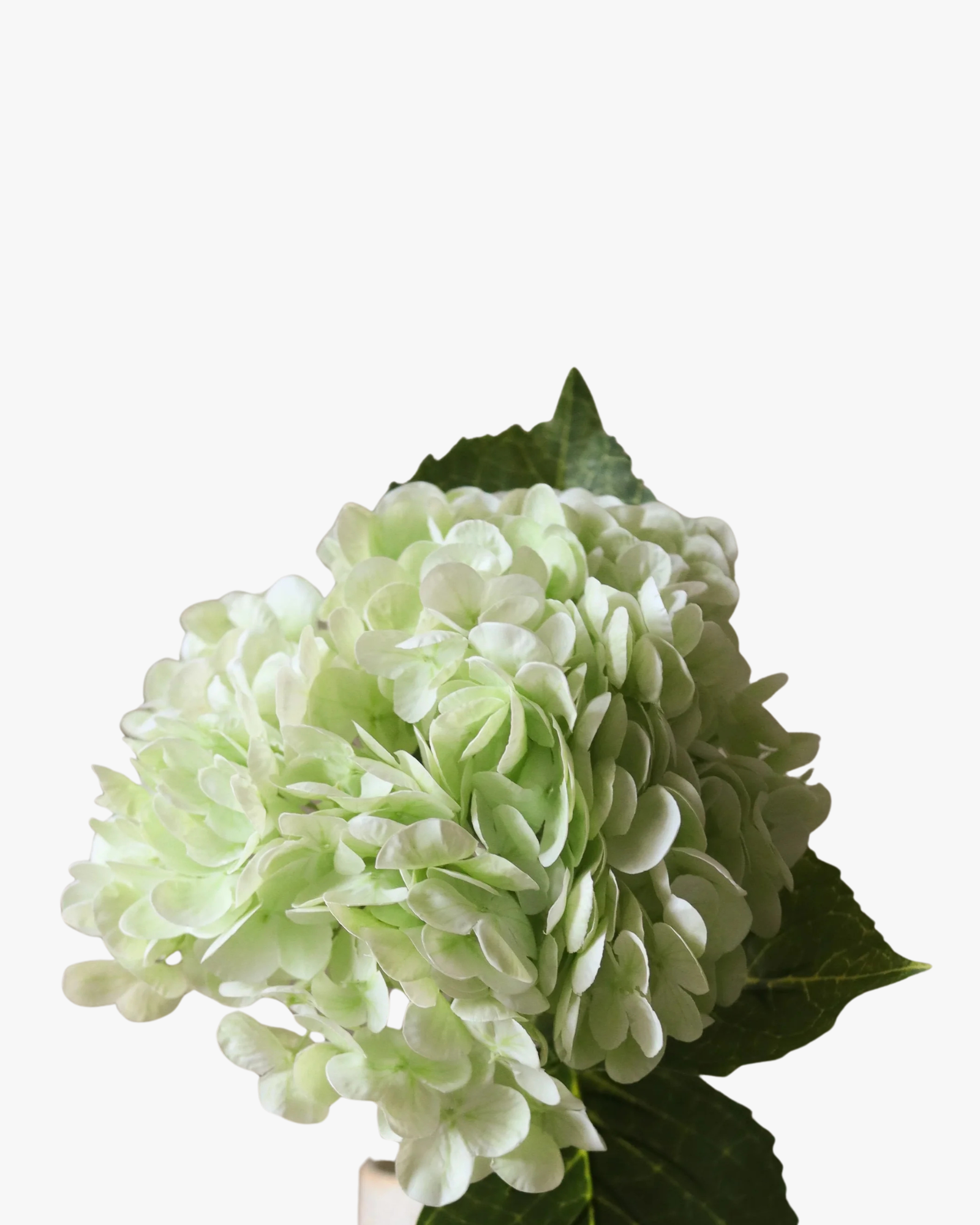 Light Green Hydrangea Flower