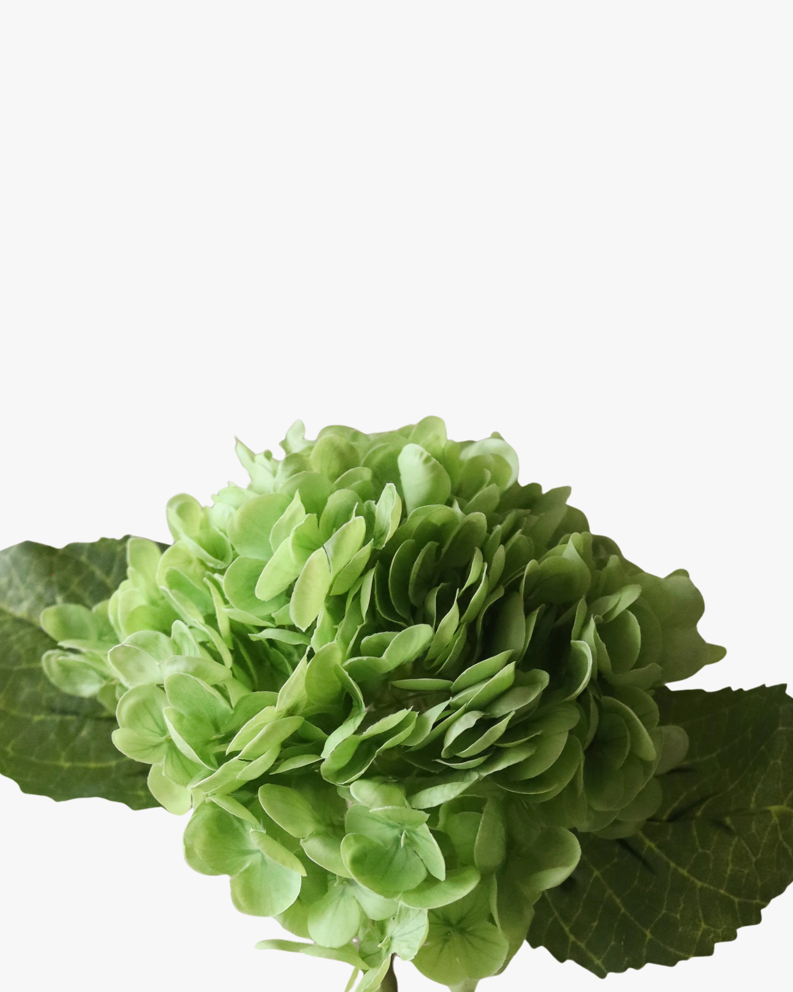 Green Hydrangea Flower