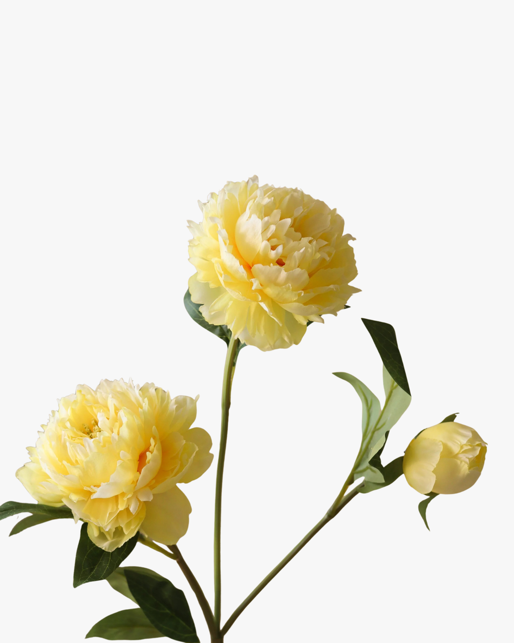 Yellow Peony Flower