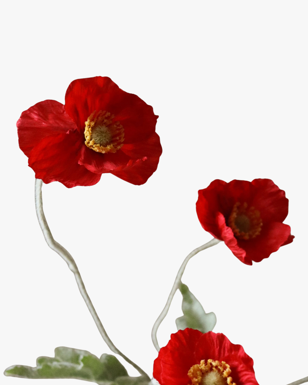 Red Poppy Flower
