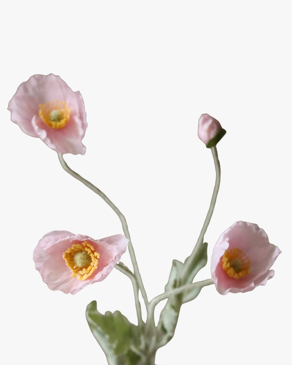 Light Pink Poppy Flower