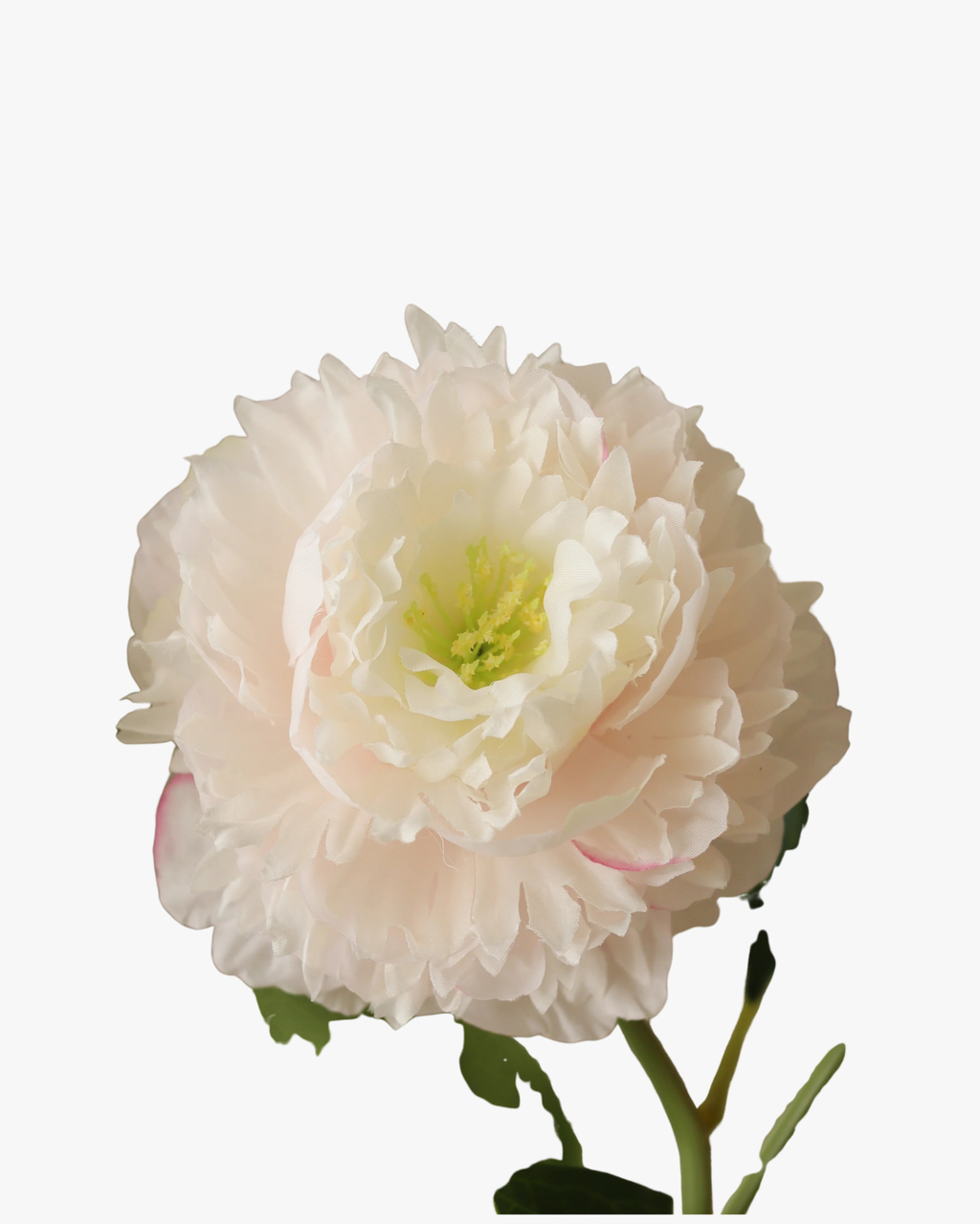 Light Pink Peony Flower