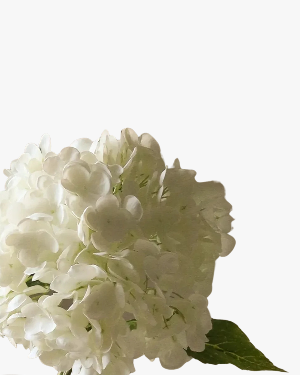 White Hydrangea Flower