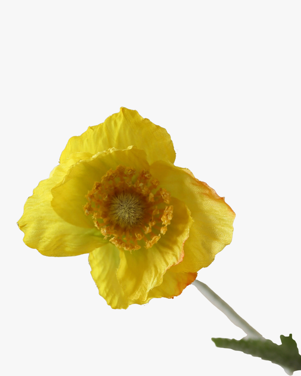 Yellow Poppy Flower