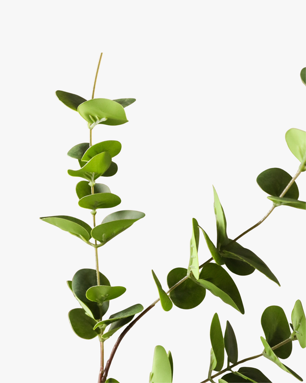 Green Eucalyptus Three Leaves