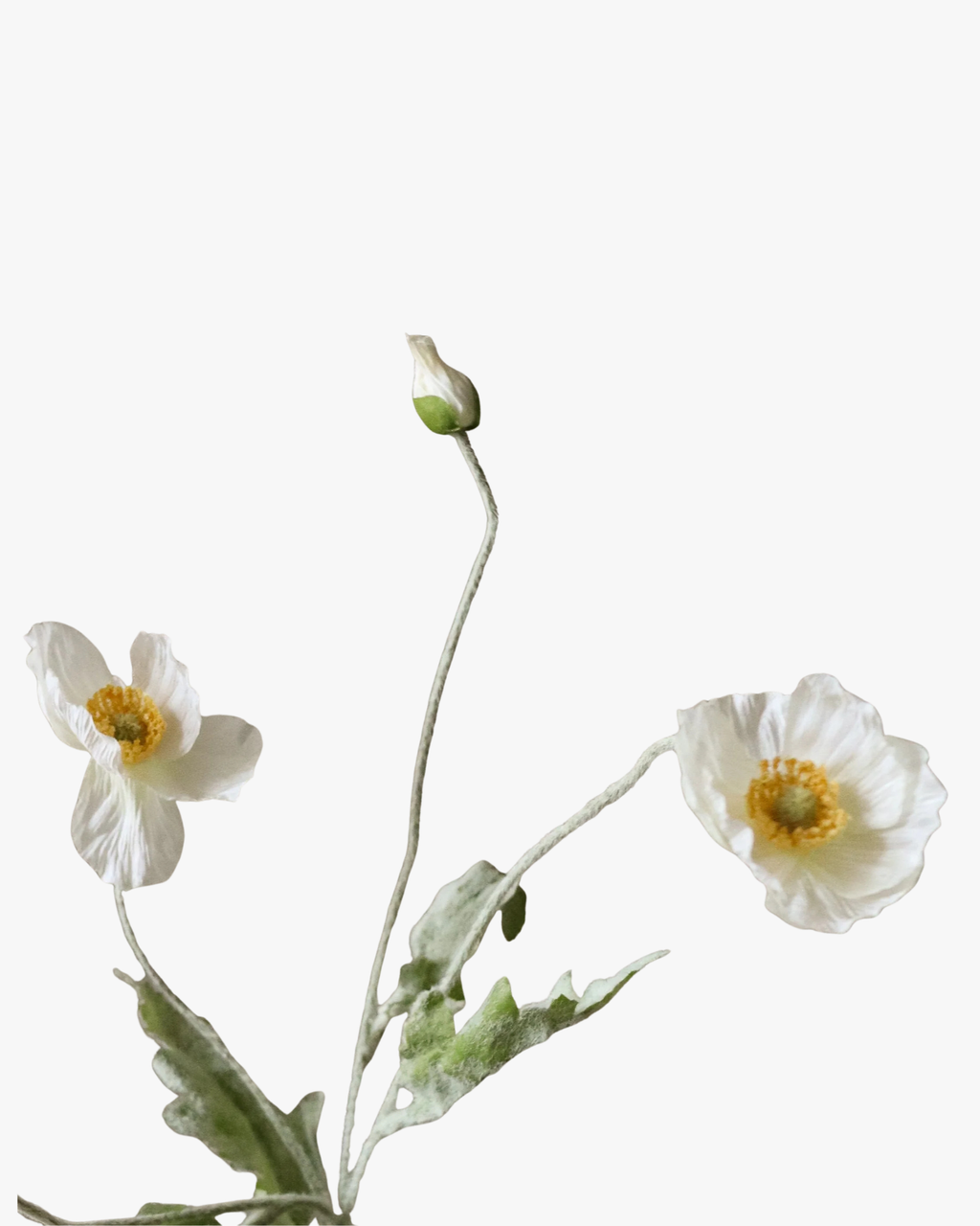 White Poppy Flower