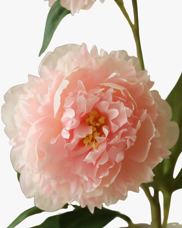 Pink Peony Flower