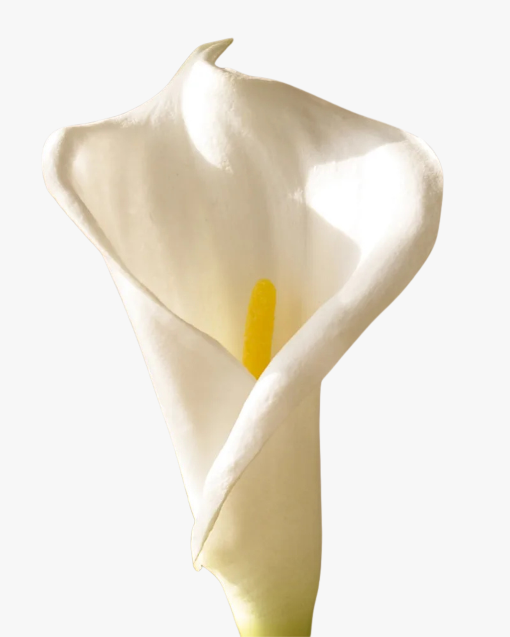 White Calla Lily Flower