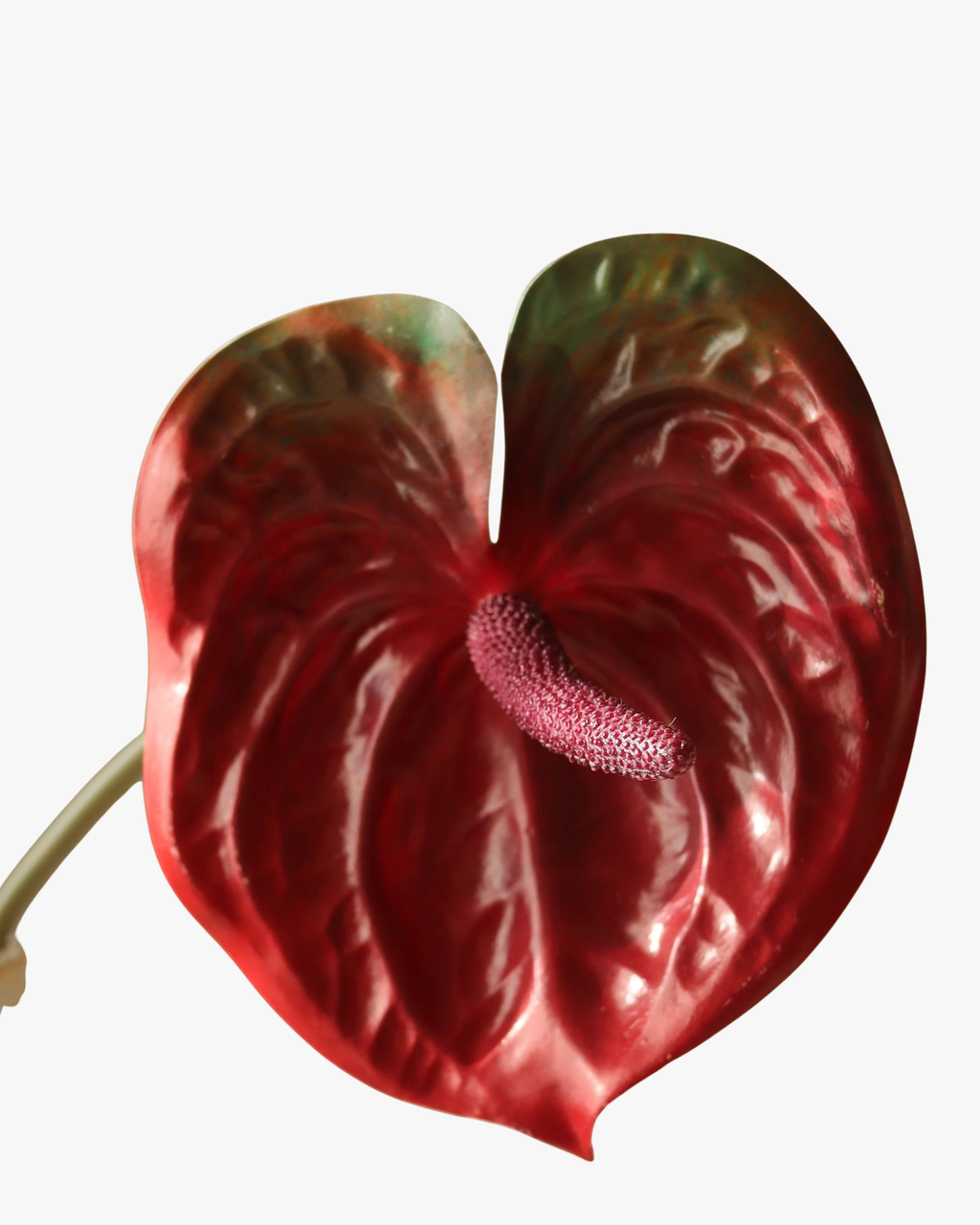 Dark Red Anthurium Flower