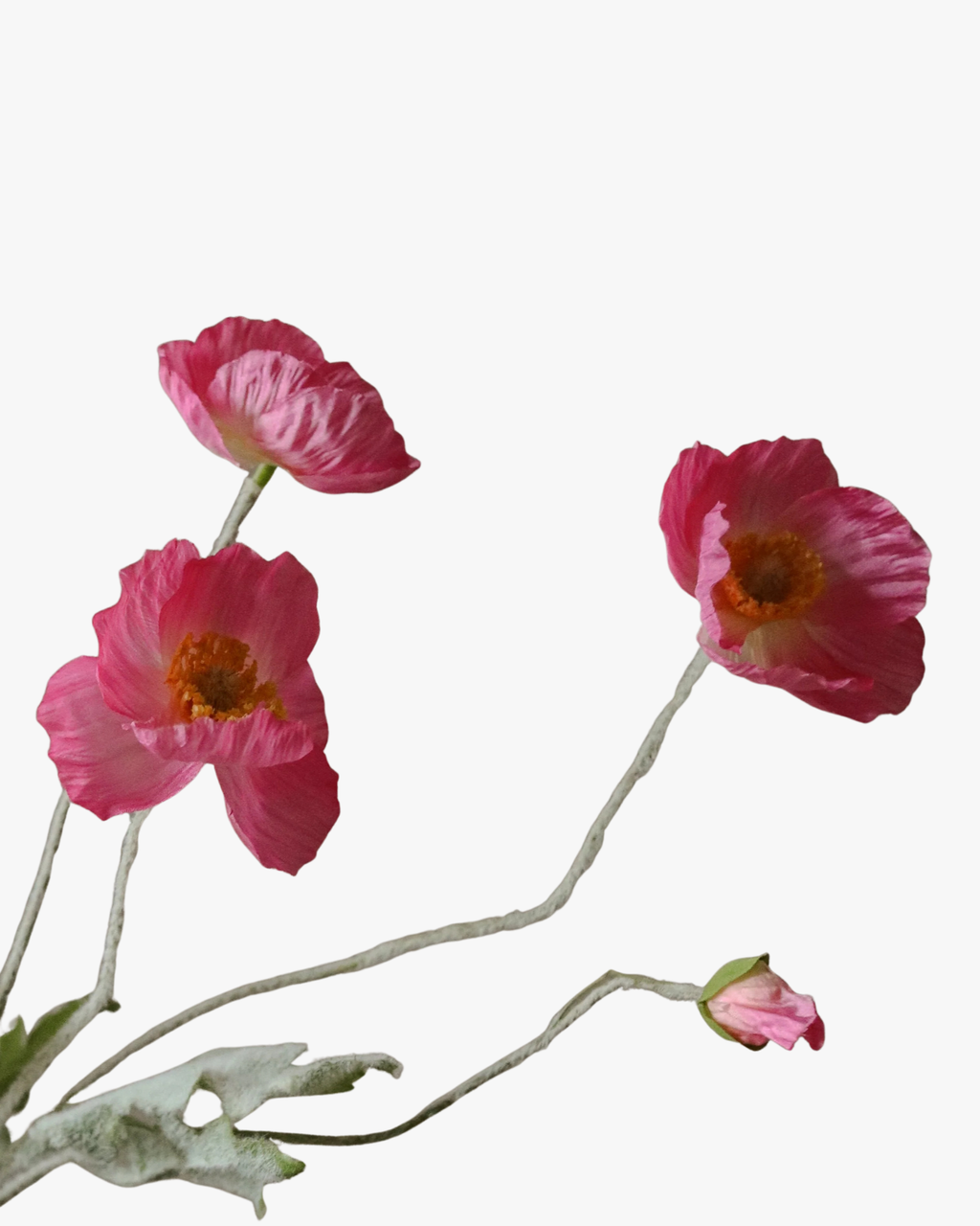 Pink Poppy Flower