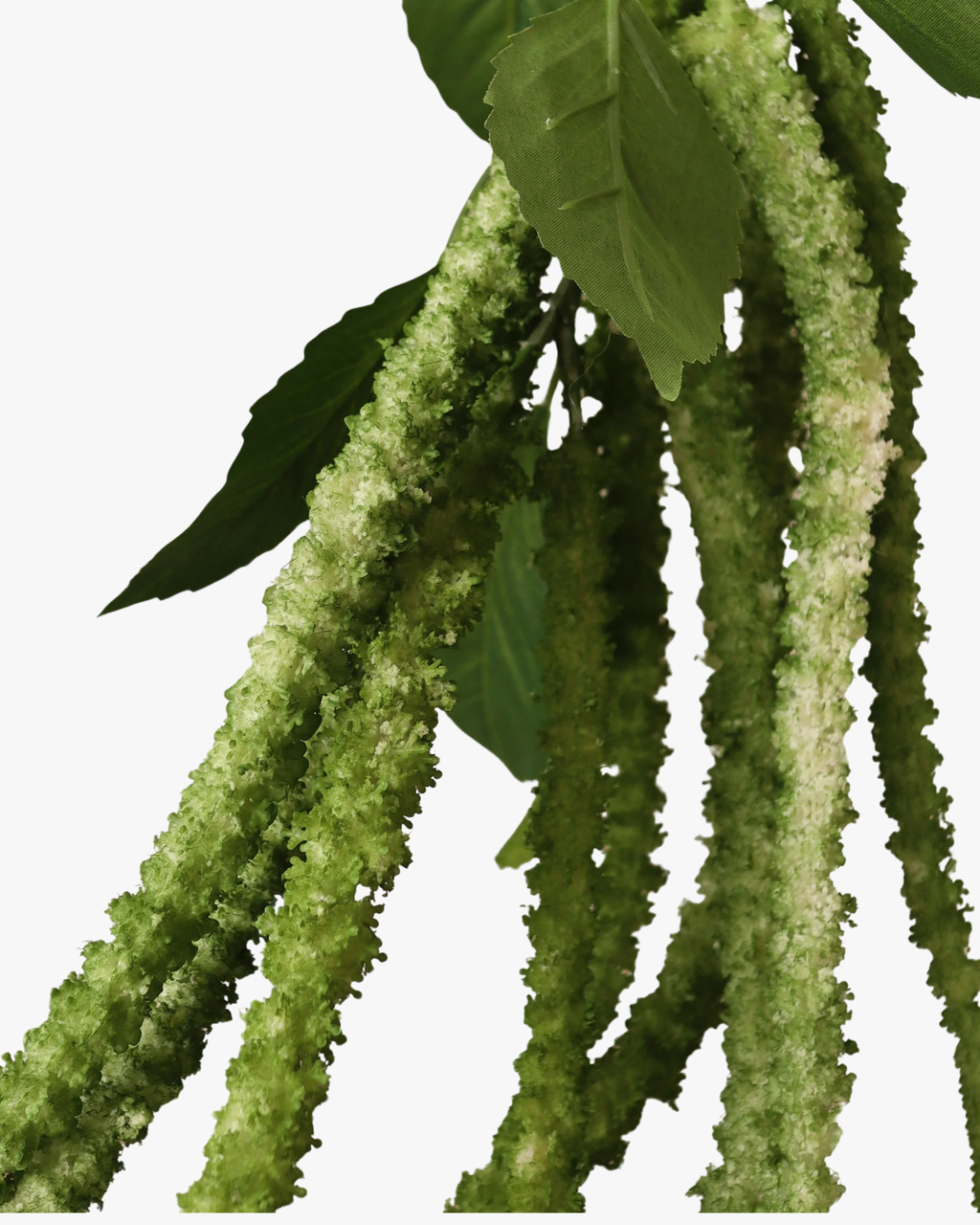 Green Three Forks Amaranthus Flower