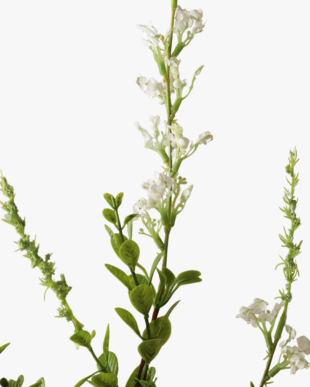 White Wild Flower