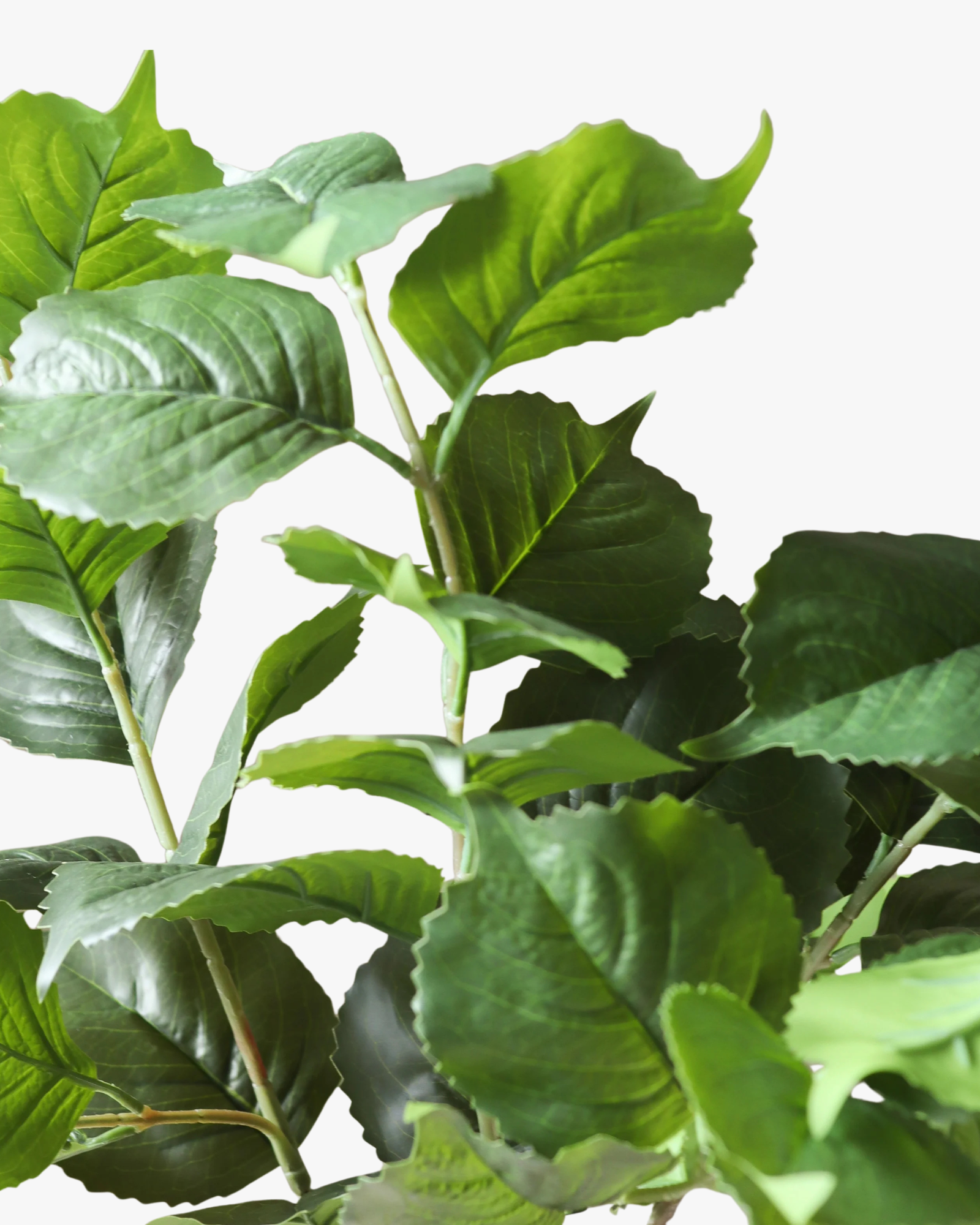 Green Hydrangea Leaves