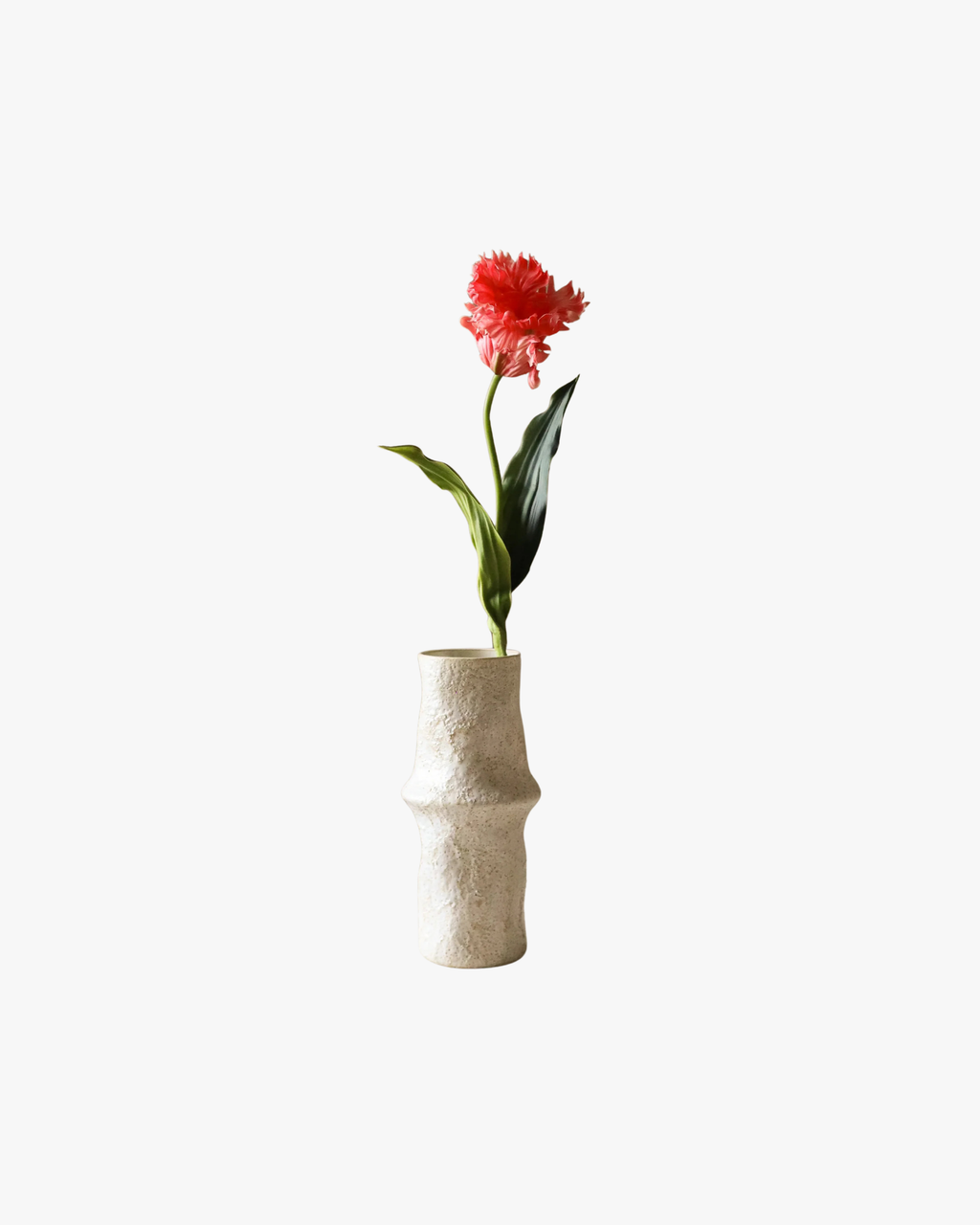 Dark Pink Large Parrot Tulip Flower