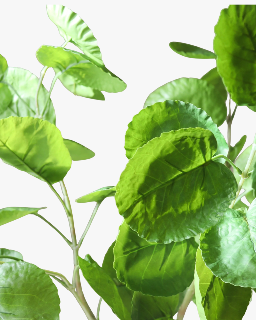 Green Plum Aralia Leaves