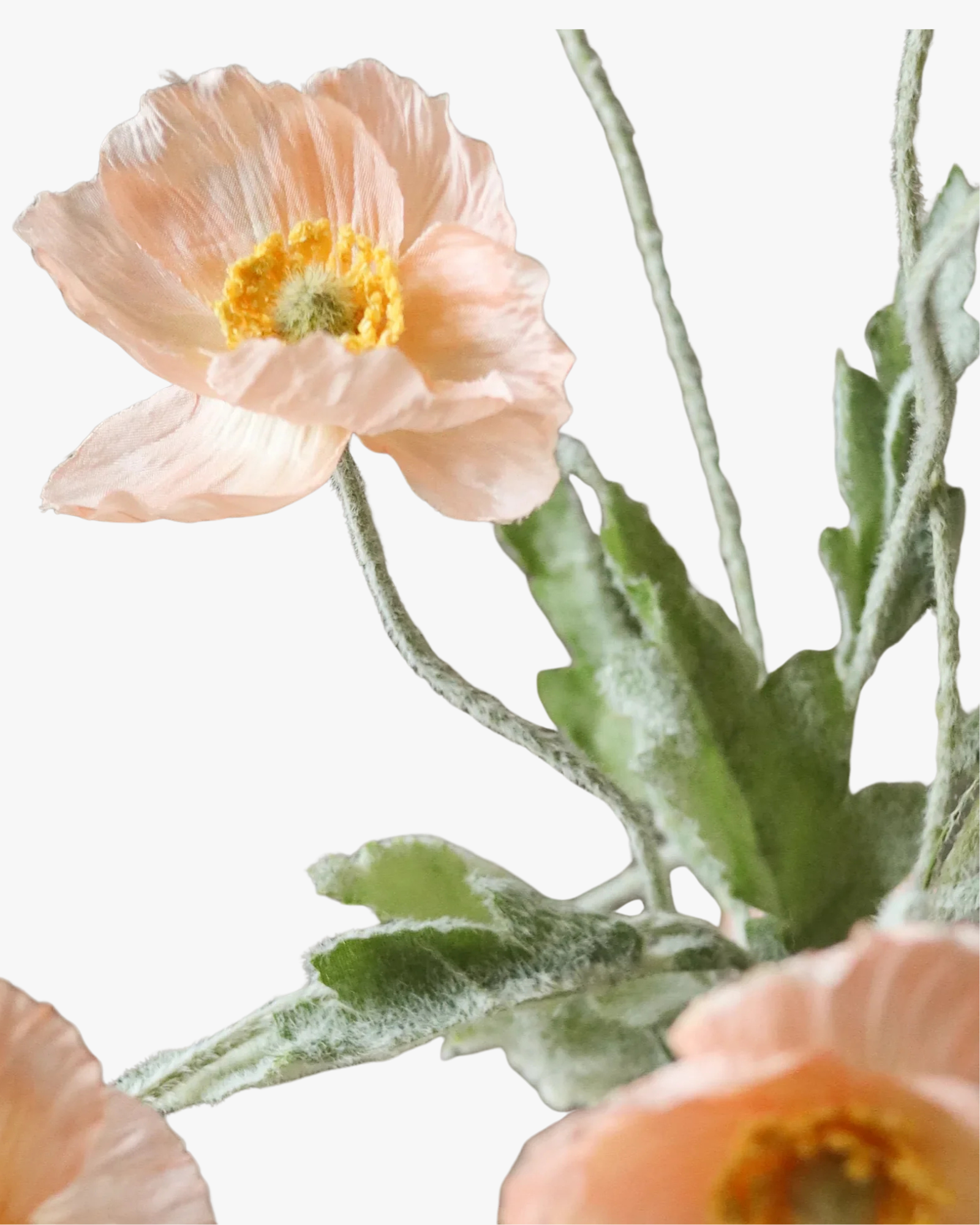 Coral Poppy Flower
