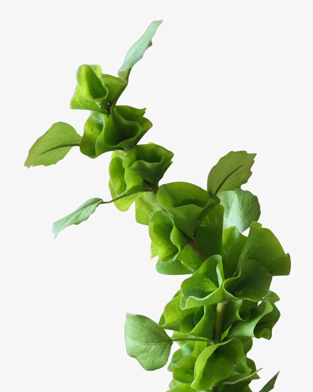 Green Bells of Ireland Flower