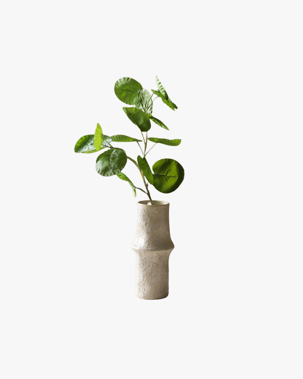 Green Plum Aralia Leaves