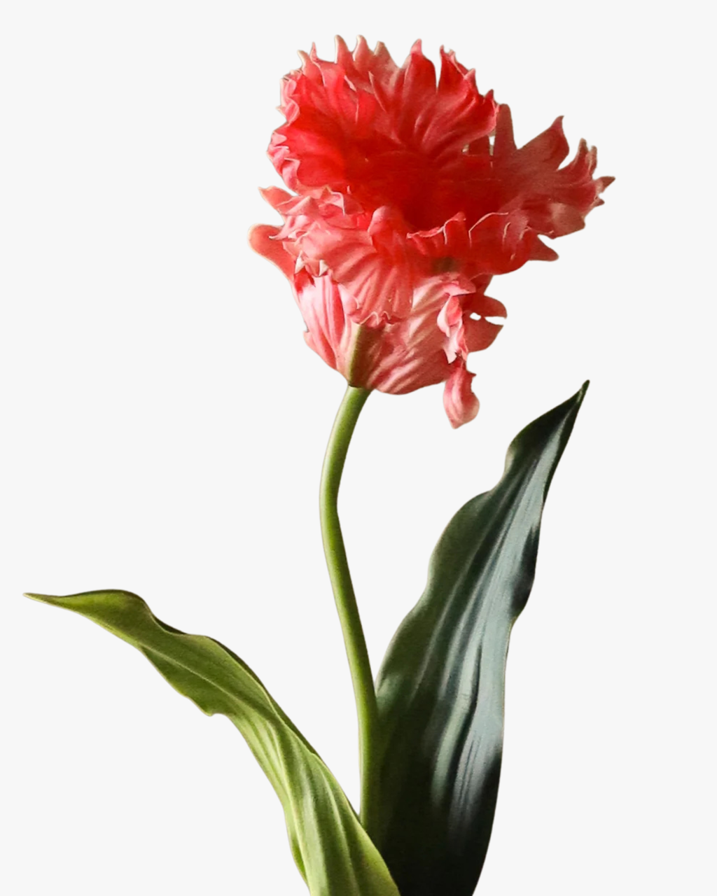 Dark Pink Large Parrot Tulip Flower