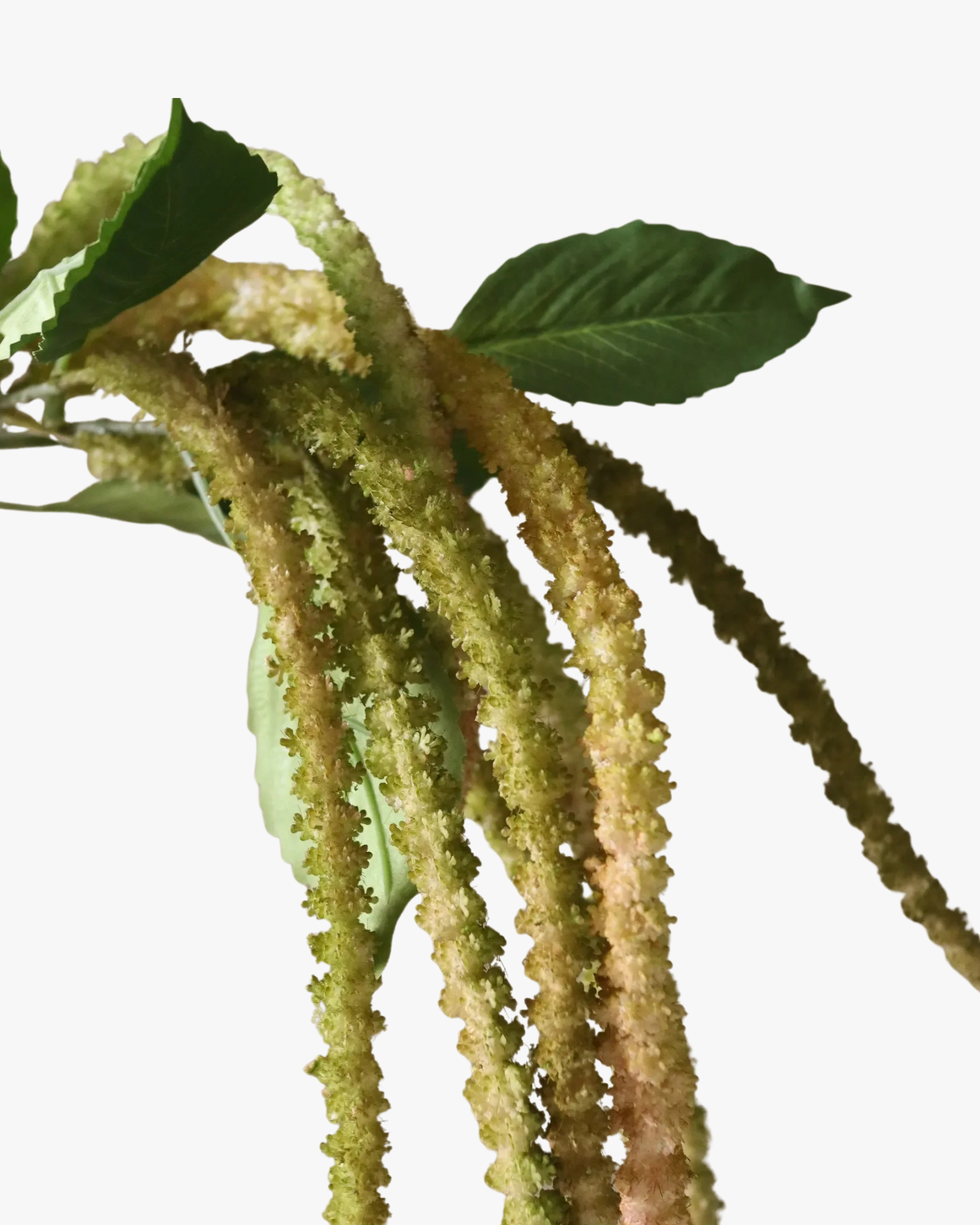 Light Green Three Forks Amaranthus Flower