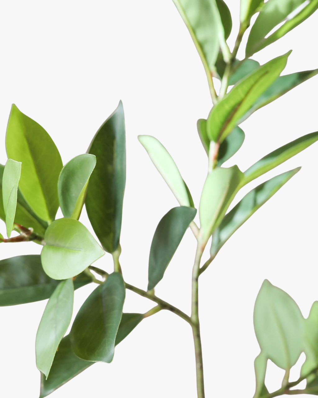 Green Ruscus Leaves