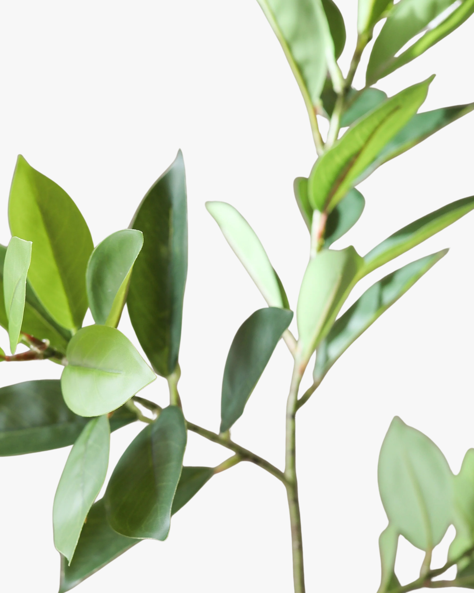 Green Ruscus Leaves