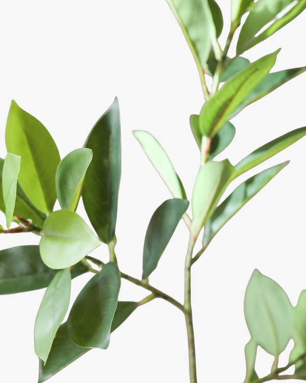 Green Ruscus Leaves