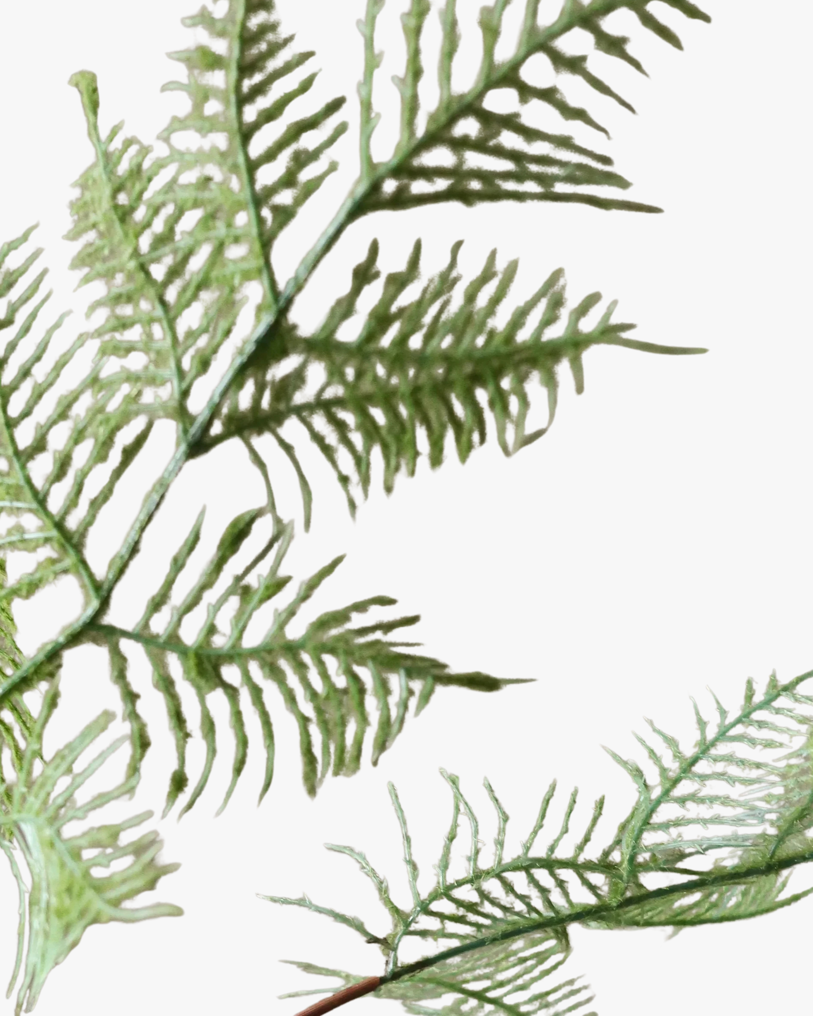 Green Fern Leaves