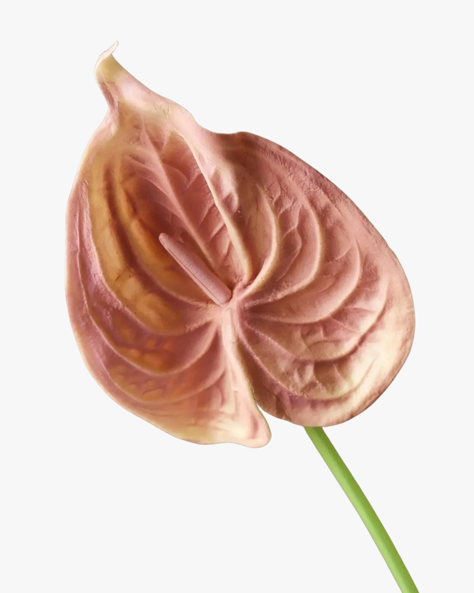 Rose Small Anthurium Flower