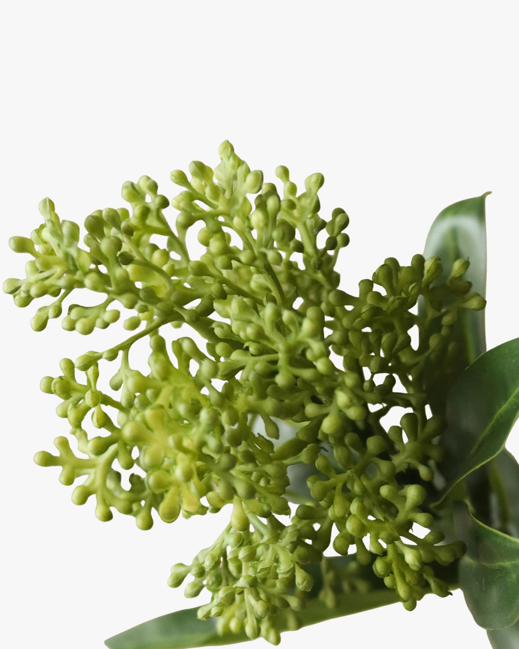 Green Skimmia Berry Branch