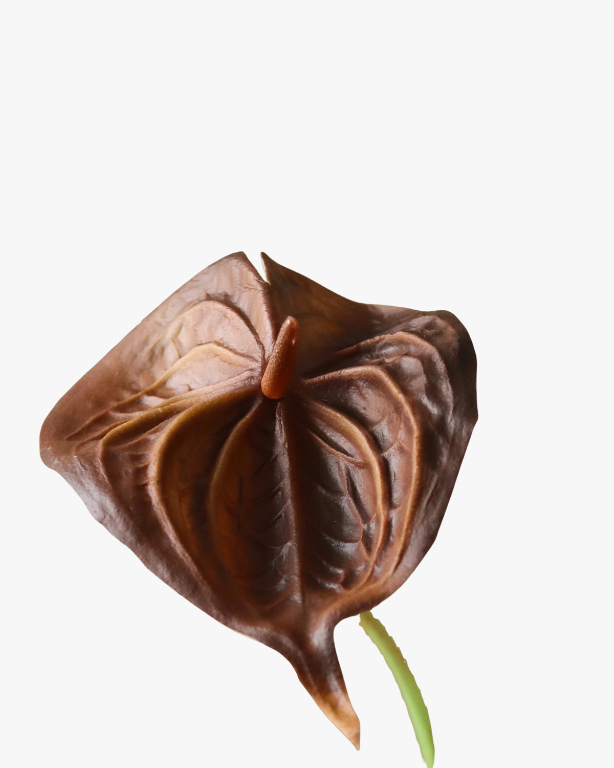 Brown Small Anthurium Flower