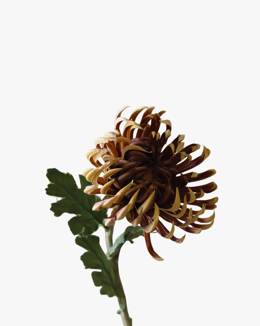 Brown Semi-Cactus Dahlia Flower