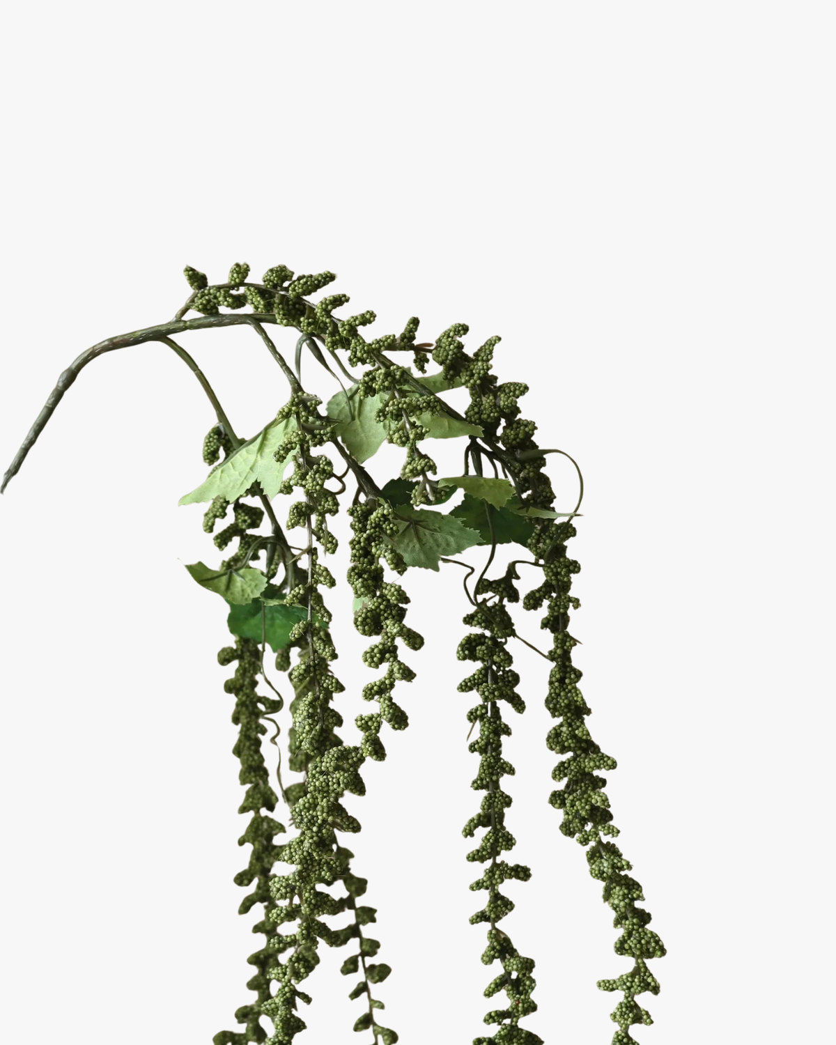 Amaranthus "Emerald Tassels" Flower