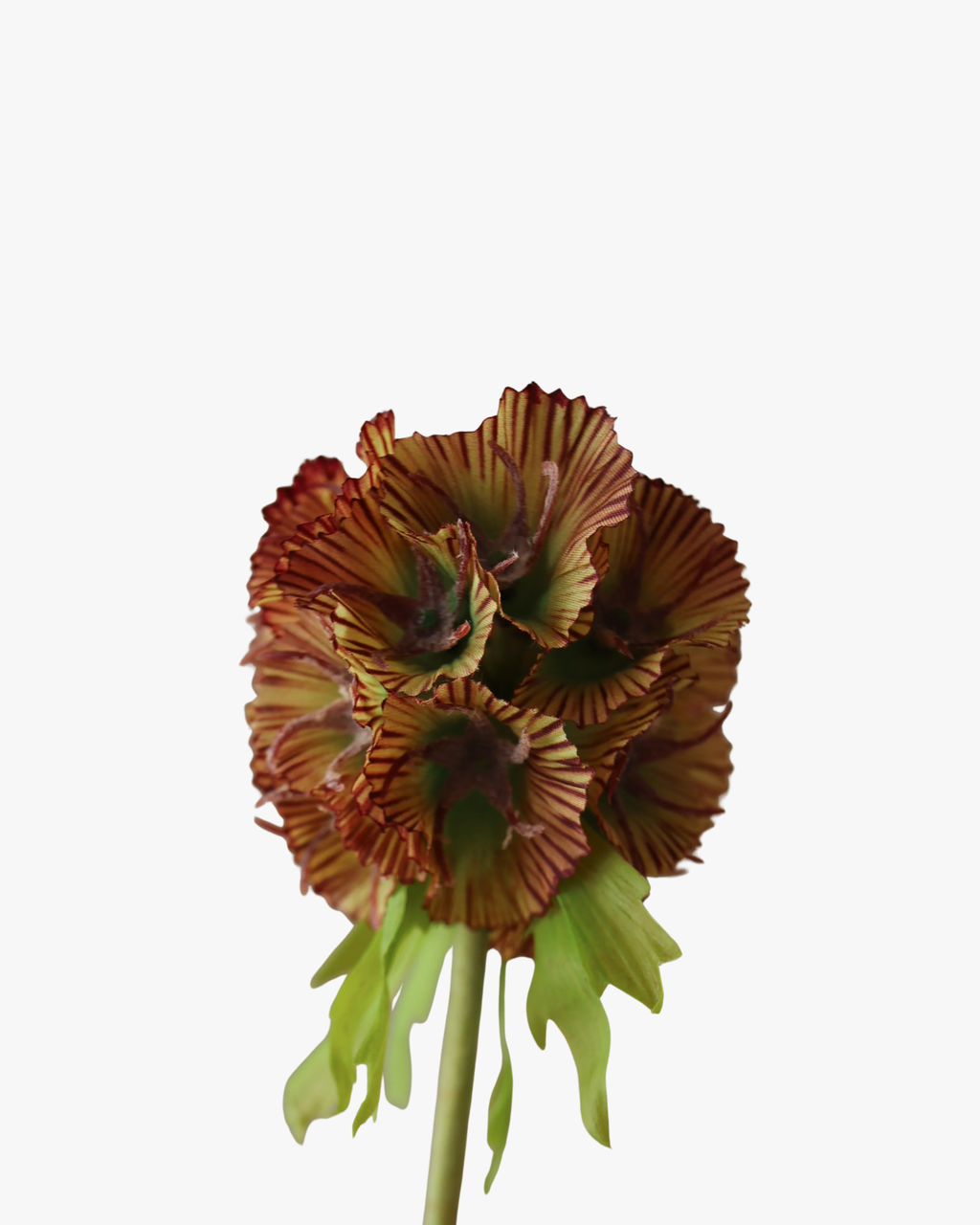 Purple Scabiosa Seed Pod Flower