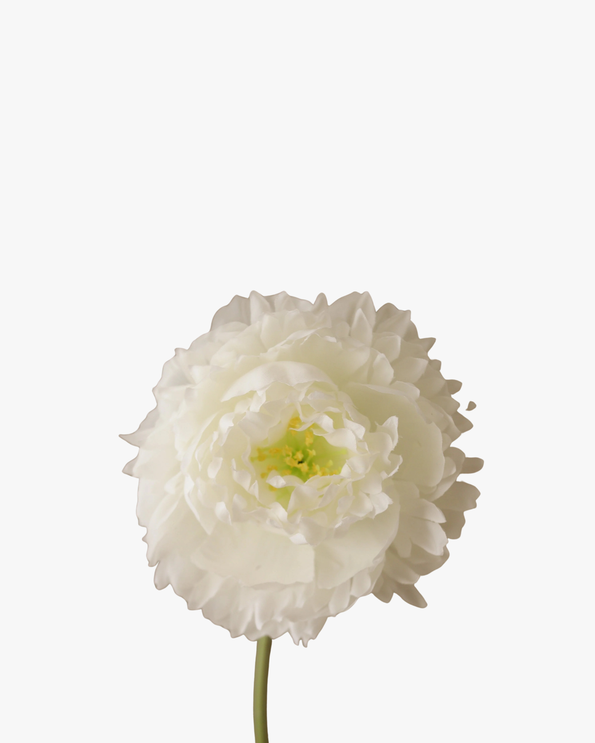 White Peony Flower