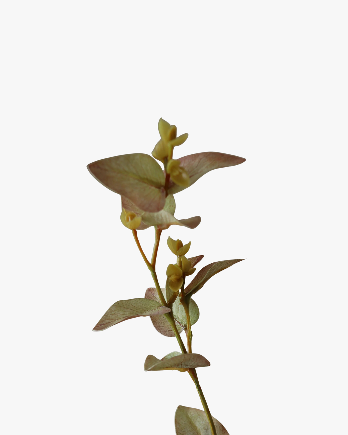 White Eucalyptus Leaves