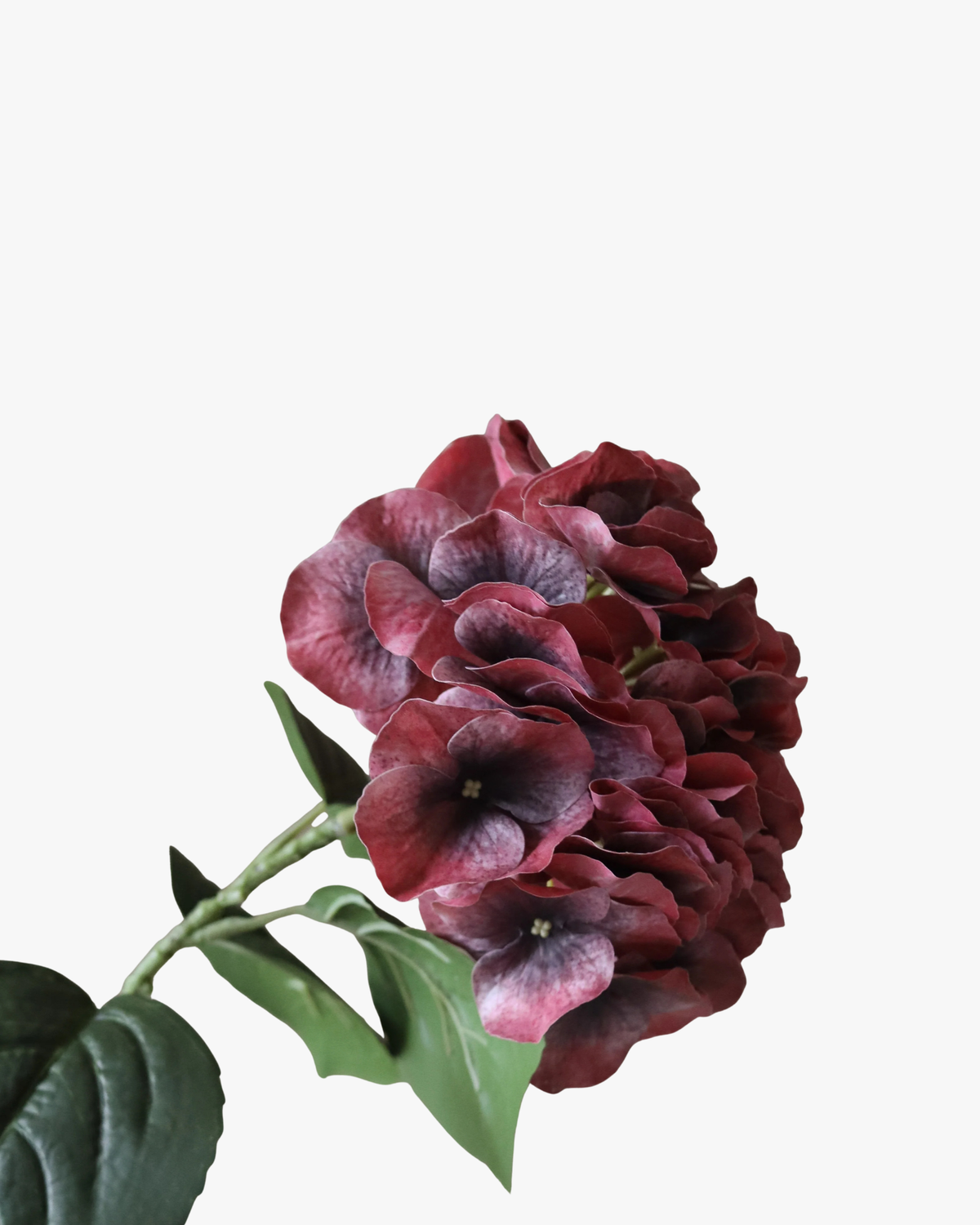 Burgundy Hydrangea Flower