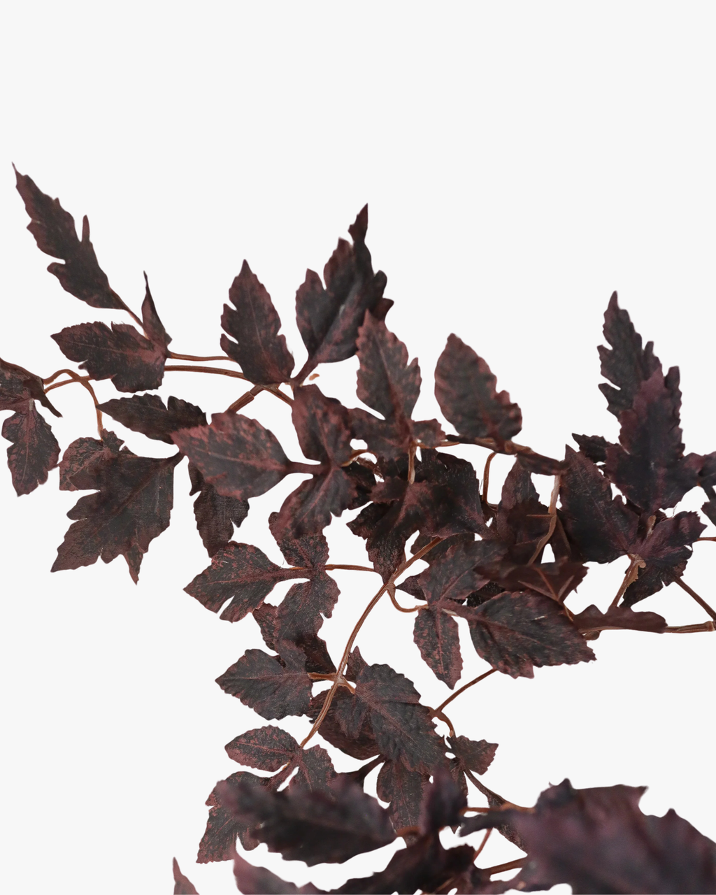 Burgundy Plum Leaves