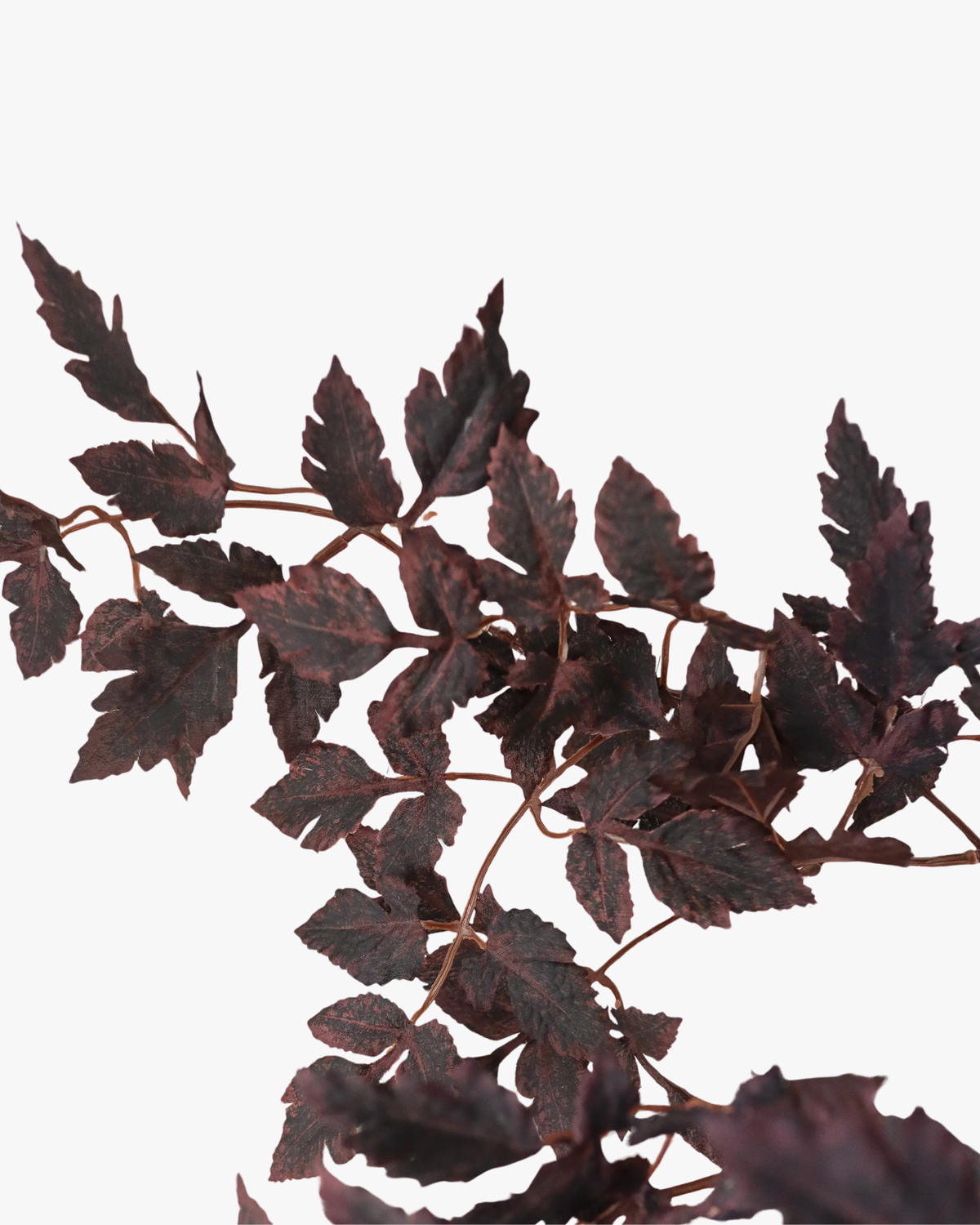 Burgundy Plum Leaves