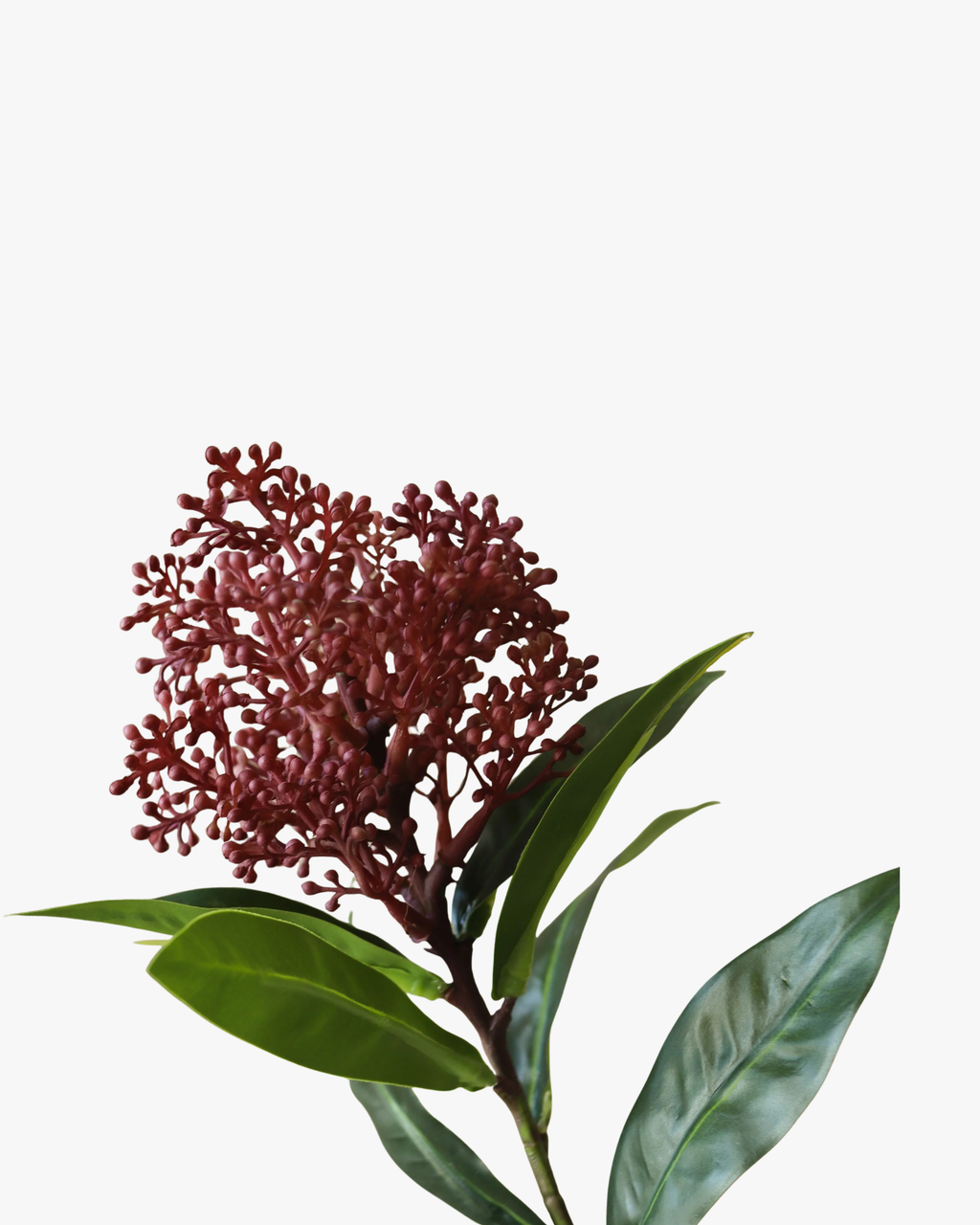 Purple Skimmia Berry Branch